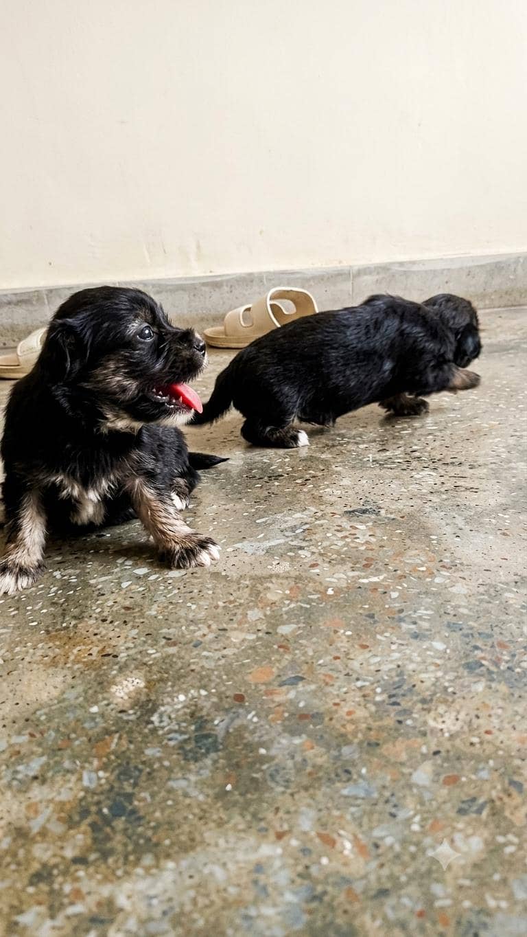 American poodle babys 2