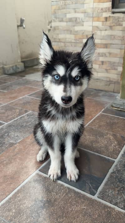 Siberian Husky | 3 Month Old | 2 Dose Vaccinated | Healthy Puppy
