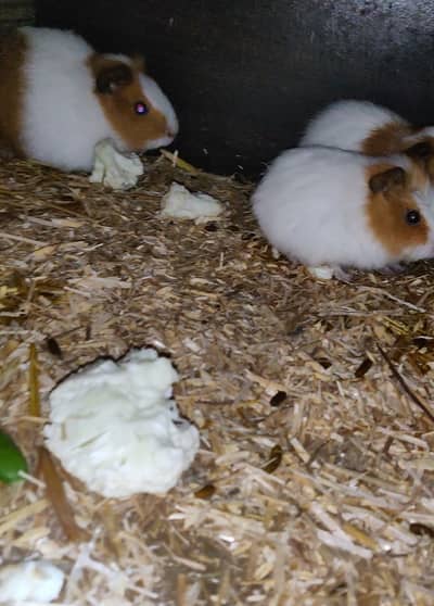 Guinea/Cavy (5 piece)