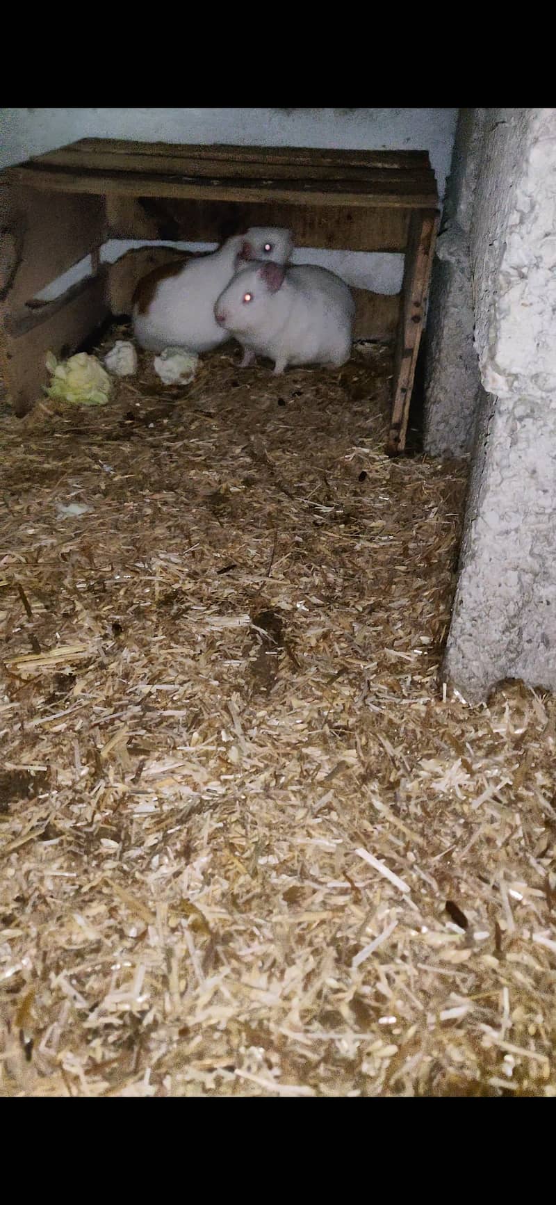Guinea/Cavy (5 piece) 1