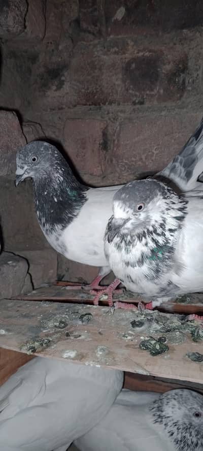 pagion pair