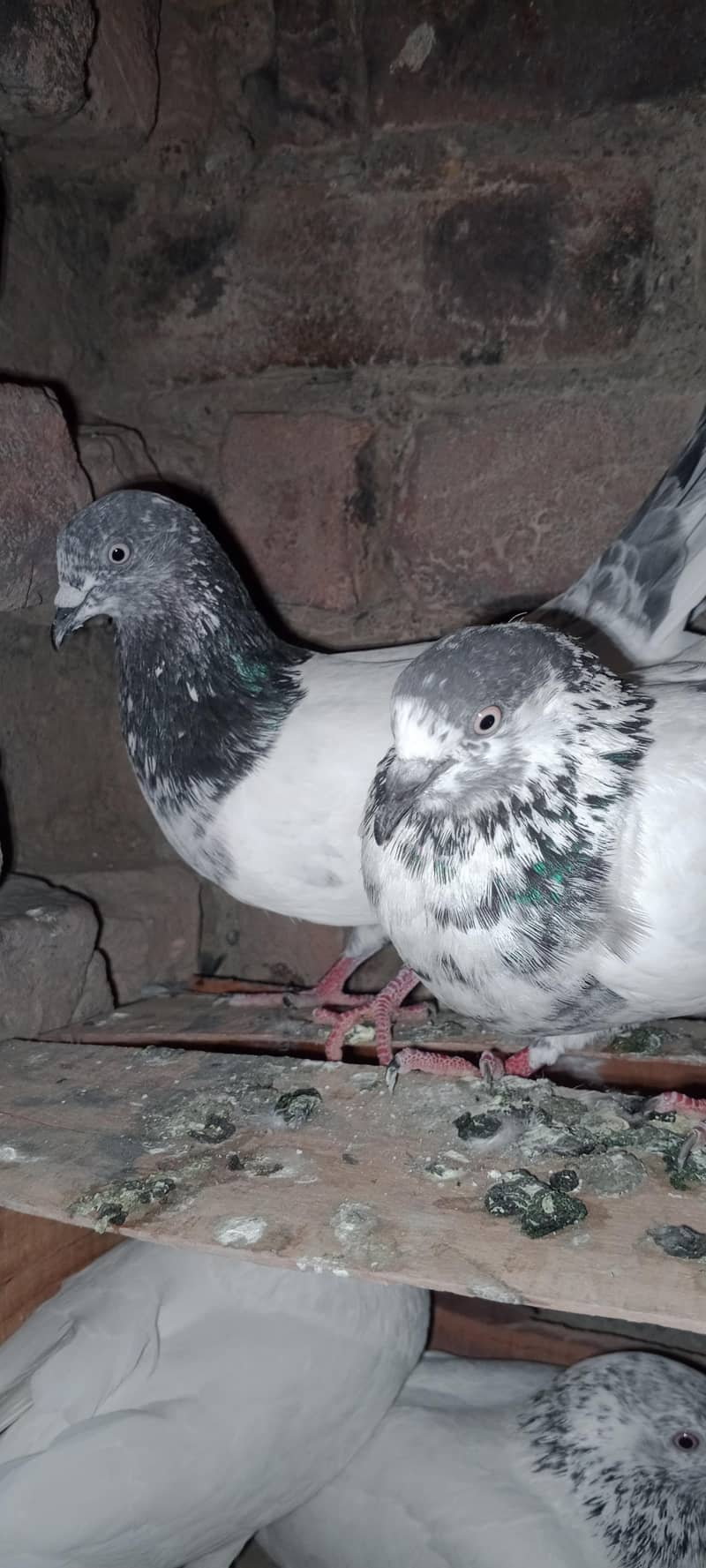 pagion pair 0