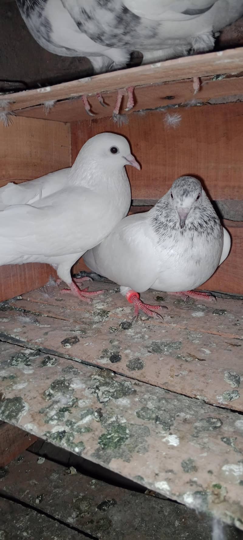 pagion pair 1
