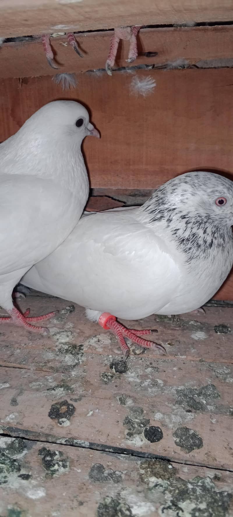 pagion pair 2