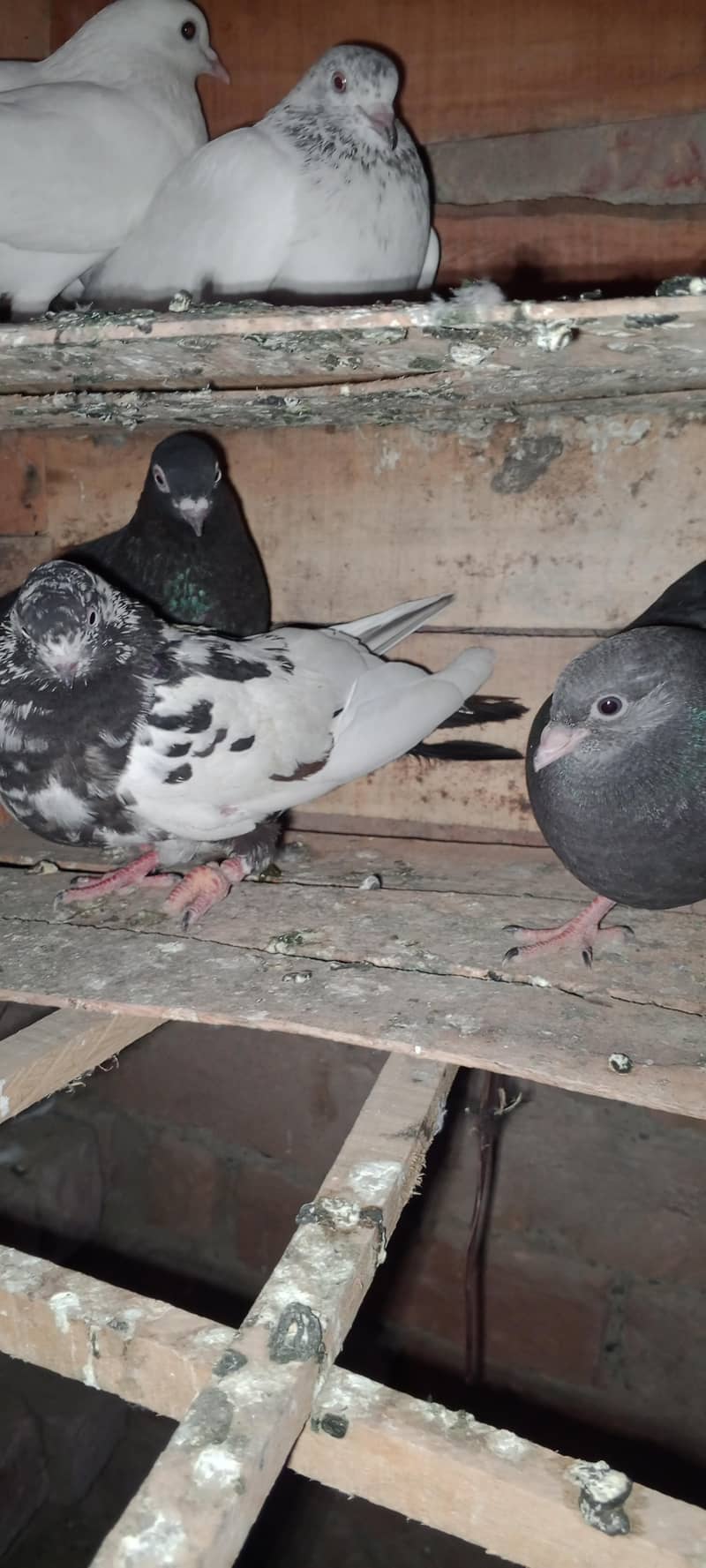 pagion pair 3