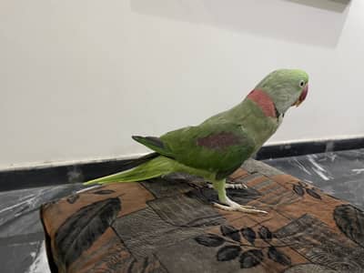 Raw male parrot