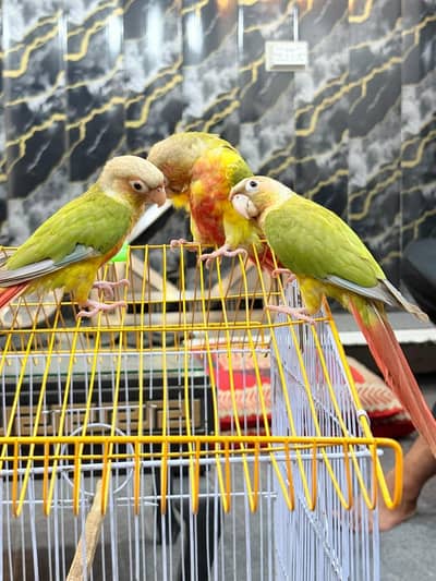semi hand tamed pineapple conure