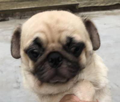 Breader Pug Female