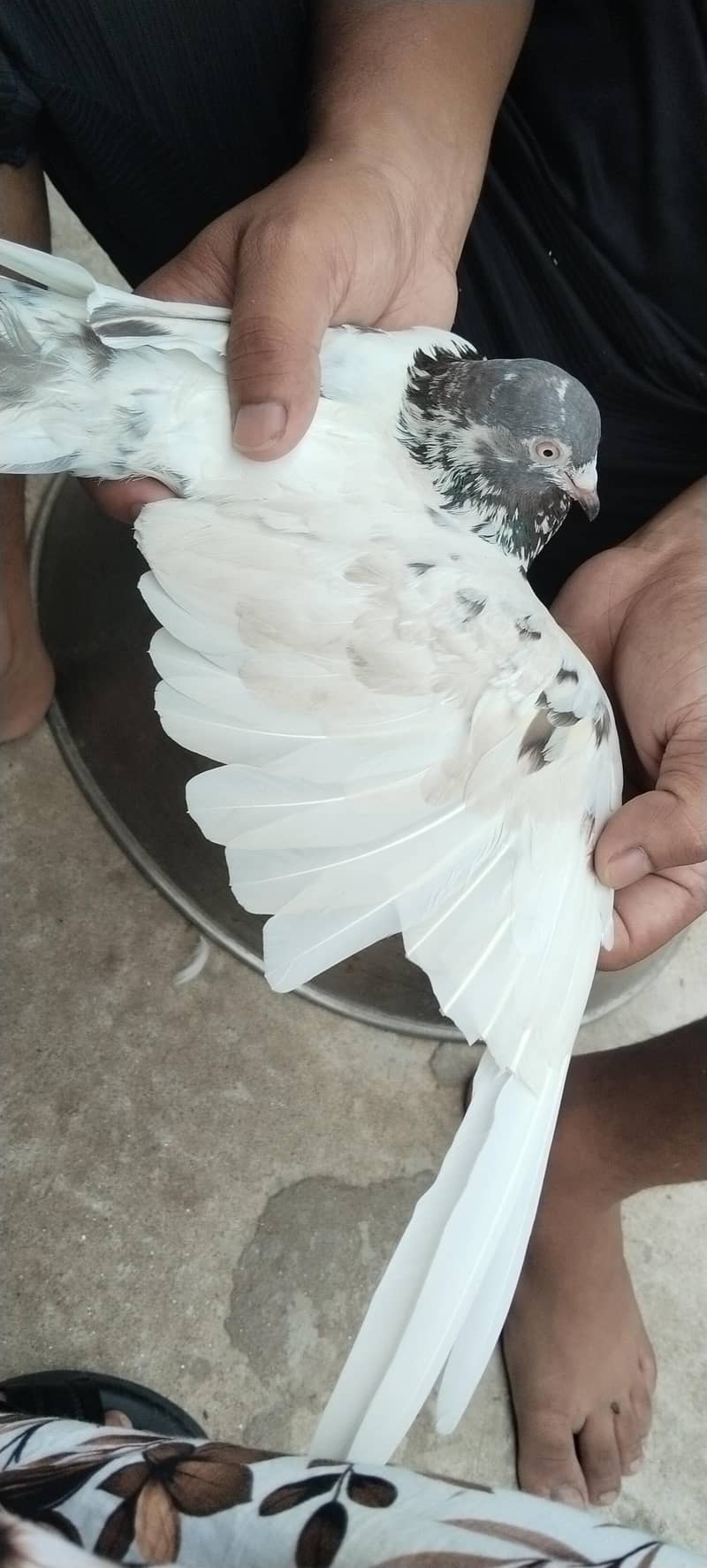 qabtar 2