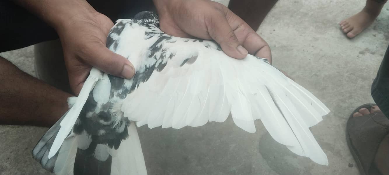 qabtar 3