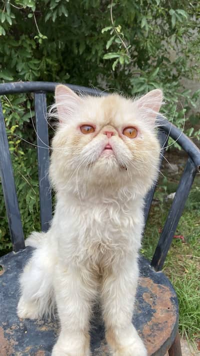 Piki male available for stud / cross