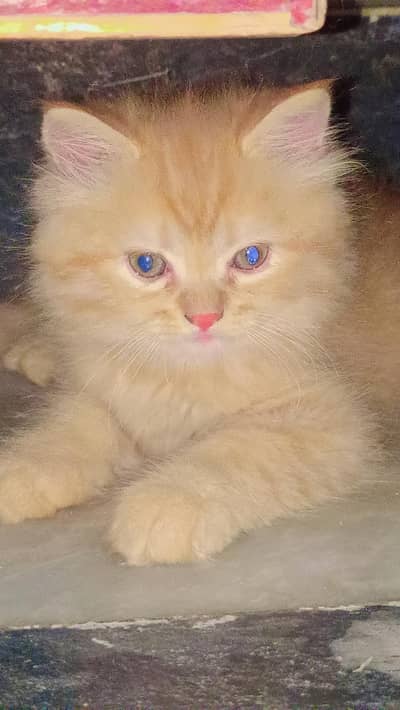 Cat kittens,Bread Persian British mix VIP bread,45days kitten