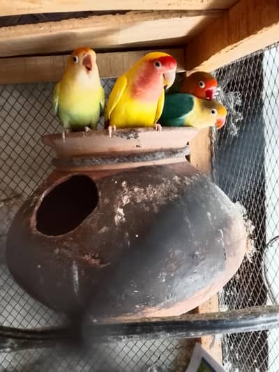 Love Birds