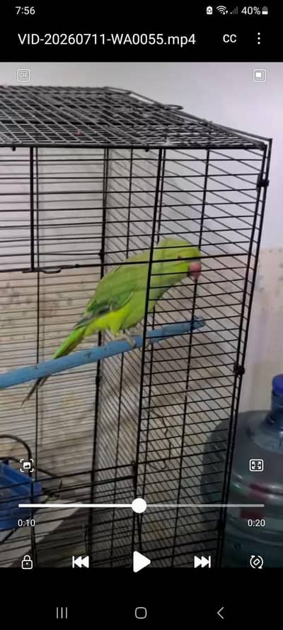 Ringneck Female