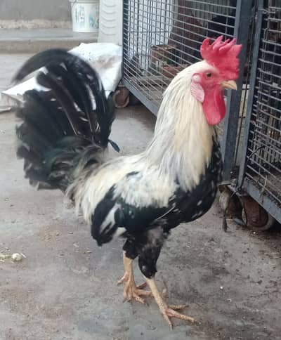 purebred Dandarawi/Egyptian/fancy hens