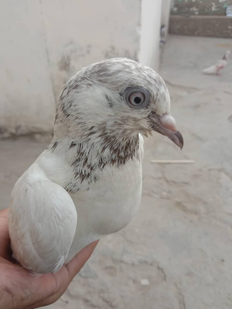 kabootar 0