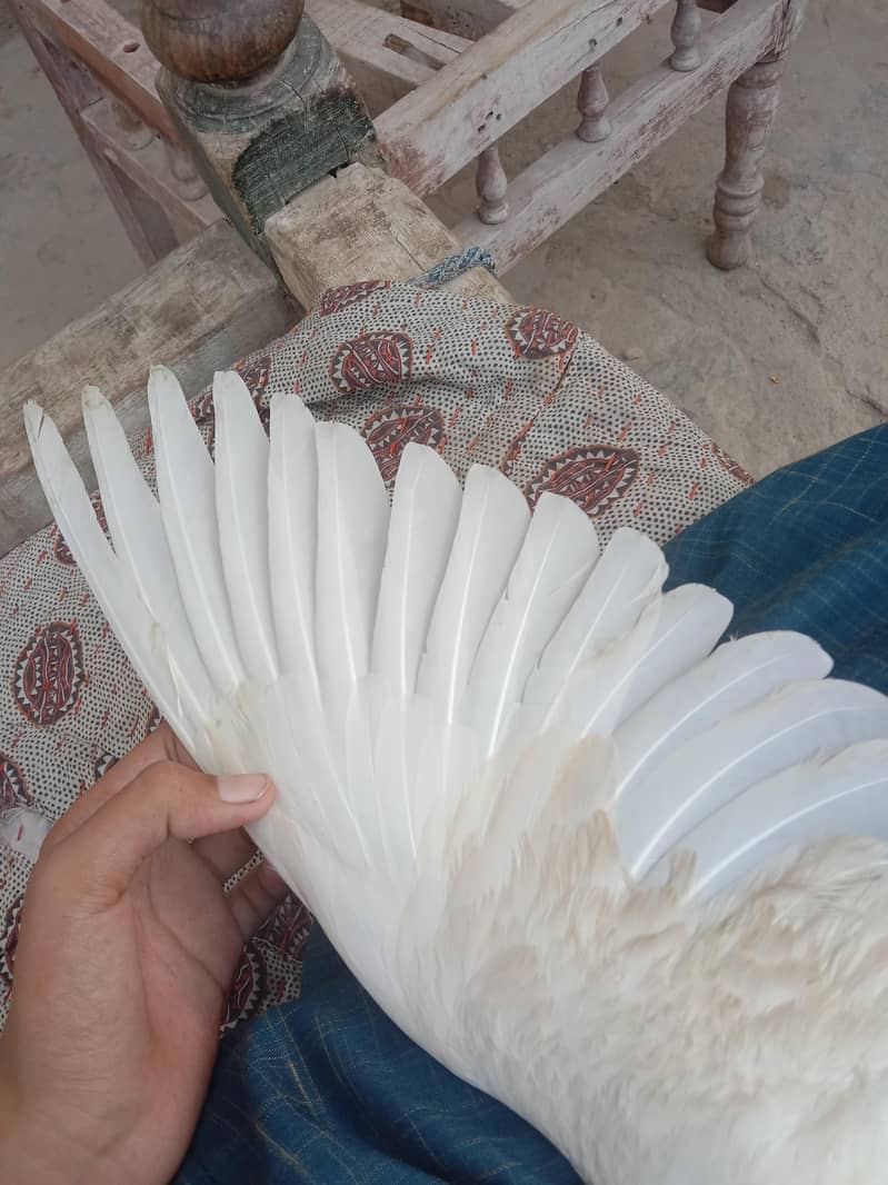 kabootar 1