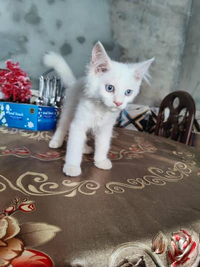URGENT SALE White Persian Kitten Male 3 Months Only 15000