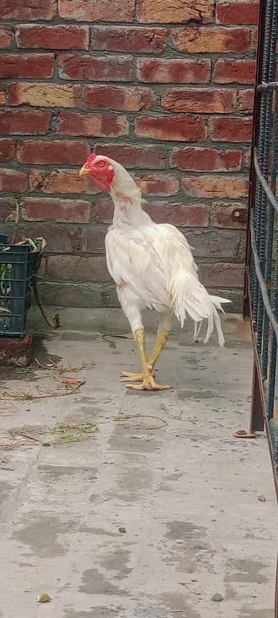Black Bantum white bantum  aseel mushka aseel heara Desi Golden Misri
