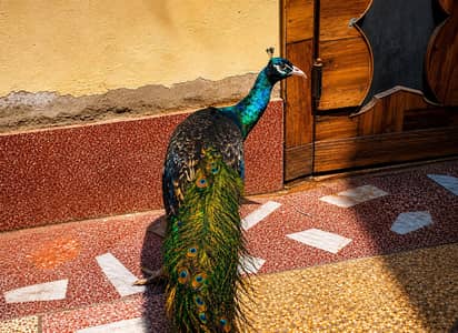Blue Shoulder / Black Shoulder Male
