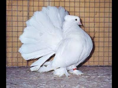 Pure White Fantail Breeder Pairs Available