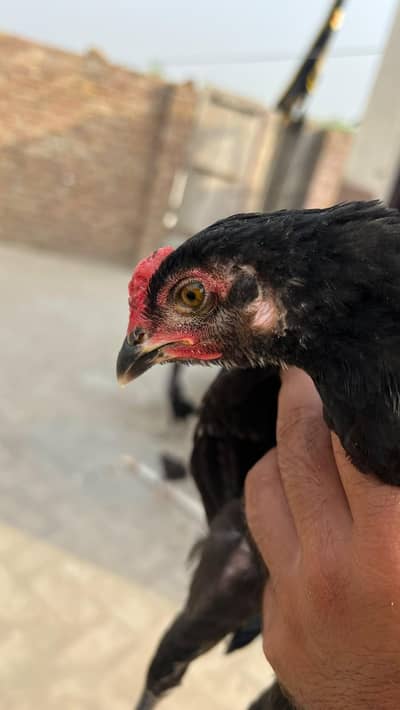 2 aseel phaty or 1 phati for sale 0310/0444/676