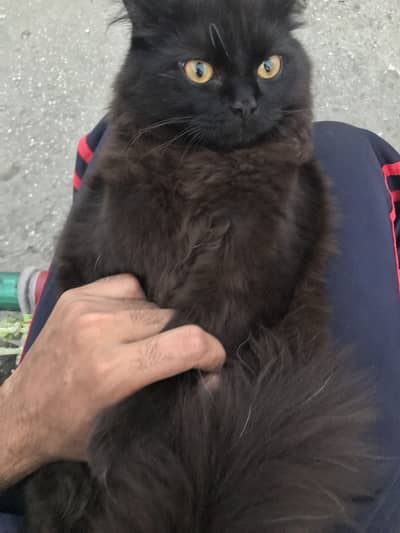 Persian cat male or female