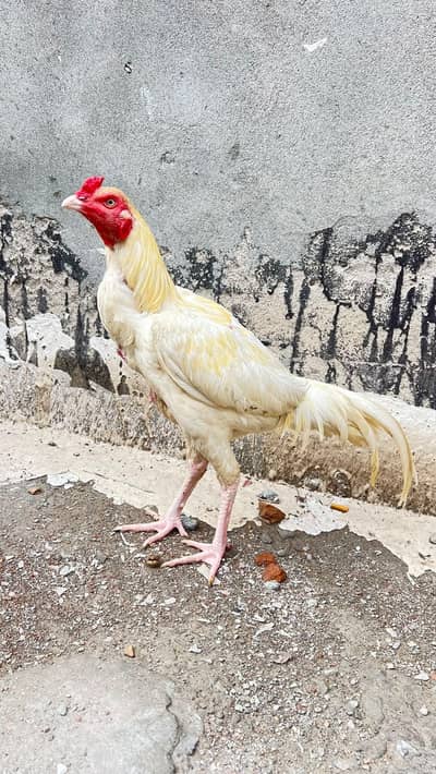 Heera patha for sale