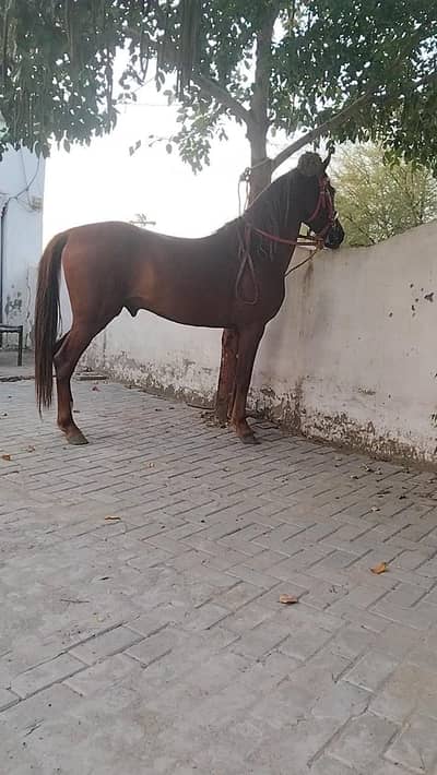 desi horse for sale