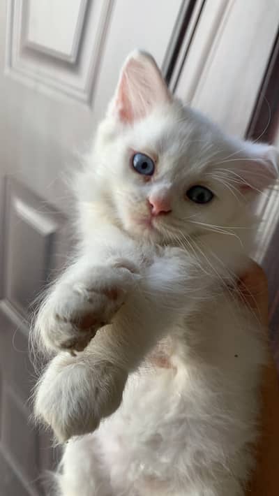 Adorable White Kitten For Adoption - Rs. 7,000