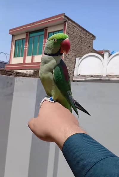 Kashmiri raw parrot for sale and time vice train vaccine mukammal