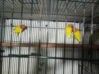 Love birds