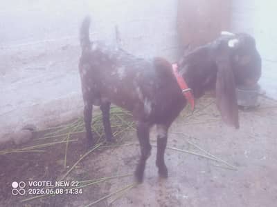 bakra