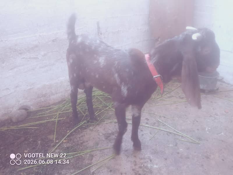 bakra 0