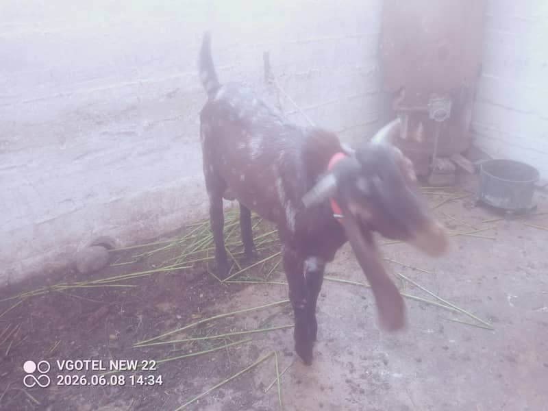 bakra 1