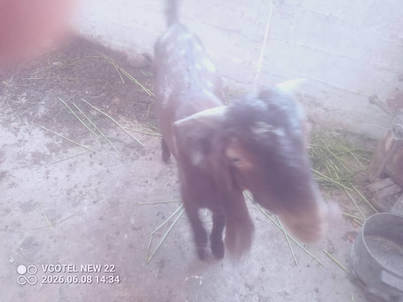 bakra 2