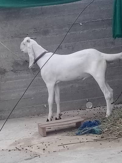 For Sale 2 Daant