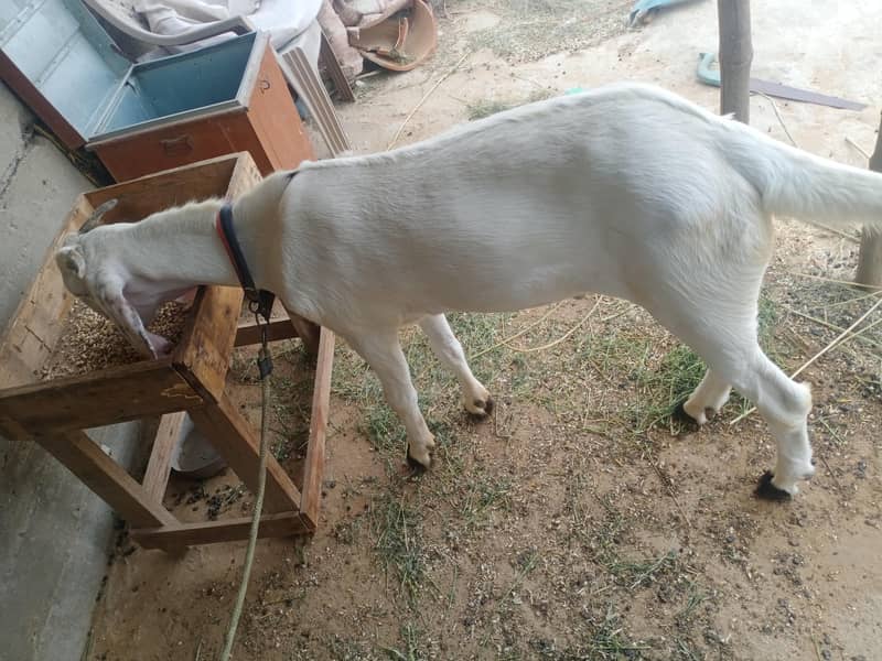 For Sale 2 Daant 2