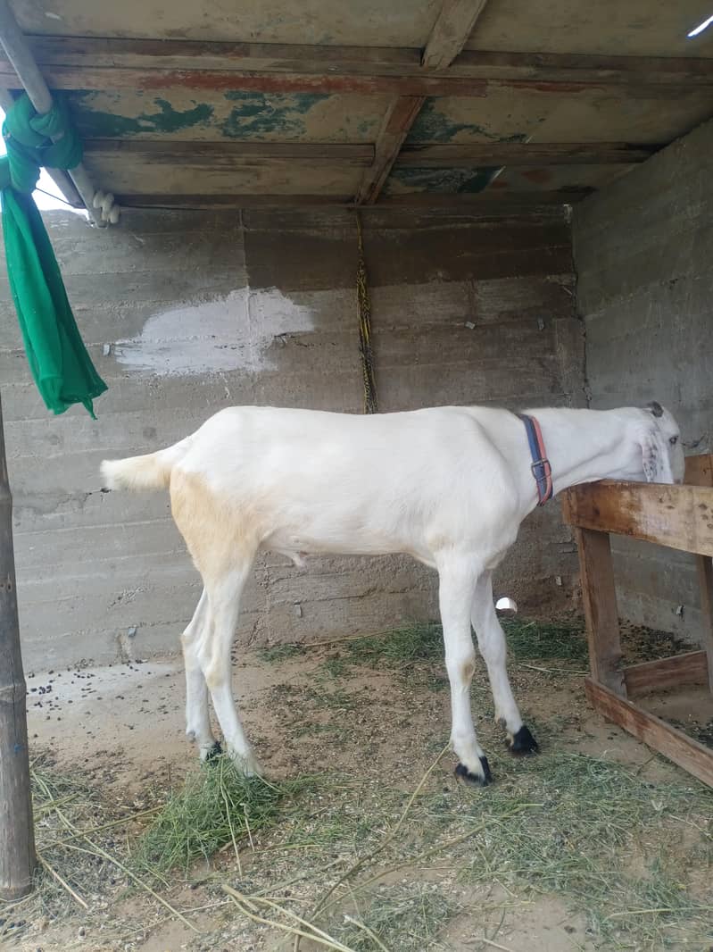 For Sale 2 Daant 3