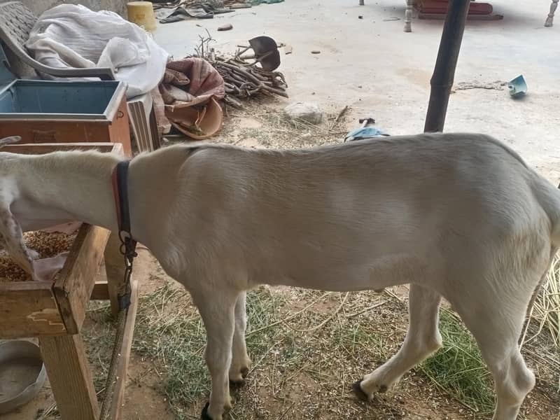For Sale 2 Daant 6