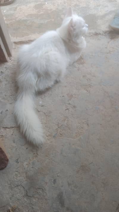 argent for sale