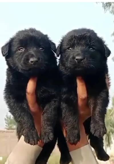 German Shepherd | Long coat Gsd  | German Shepherd puppies pair