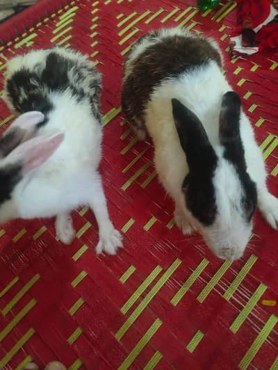 male and female rabbit pregnant hia for sale  age 1 years+