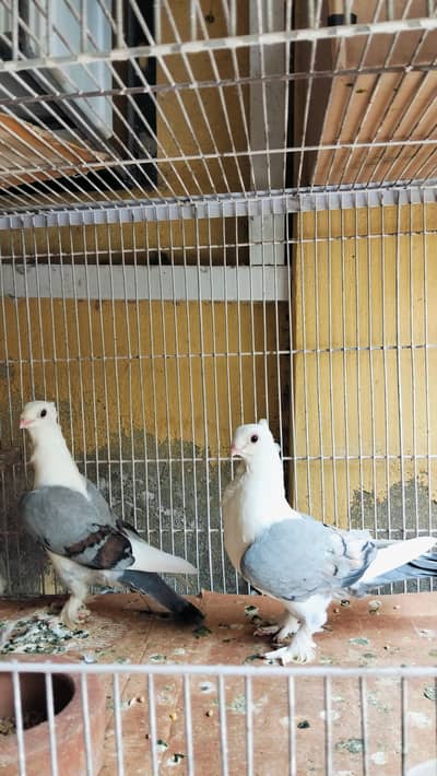 Sentient pigeons Pair