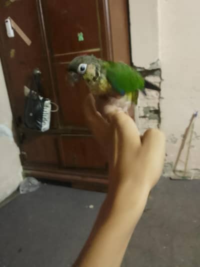 pineapple conure parrot