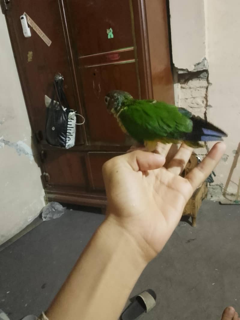 pineapple conure parrot 1