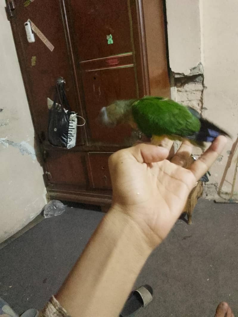 pineapple conure parrot 2