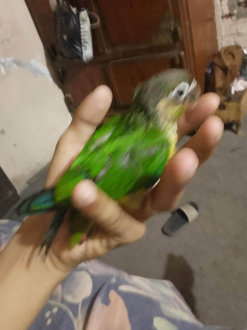 pineapple conure parrot 3