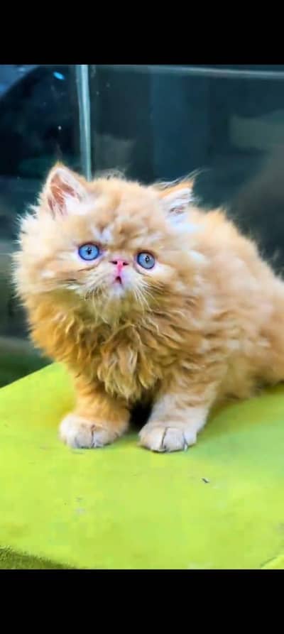 pure Persian cats vaccinated and healthy active WhatsApp/0346/4644037/