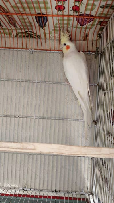 Common White or Lutino Cocktail Red Eyes